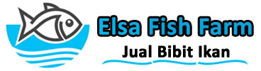 Elsa Fish Farm Jual Bibit Ikan Murah, Lele, Nila, Patin, Mas, Koi, Gabus, Gurami, Belut